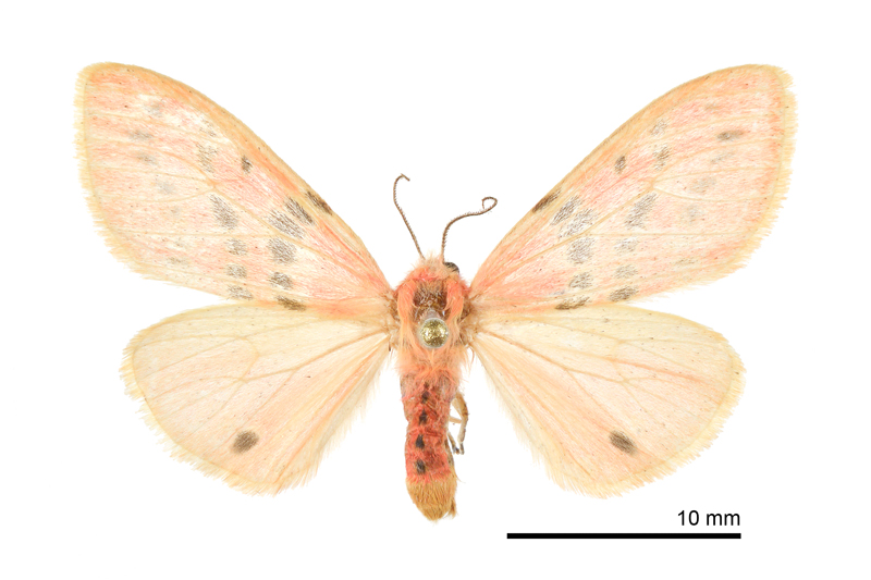 Lemyra alikangensis Female